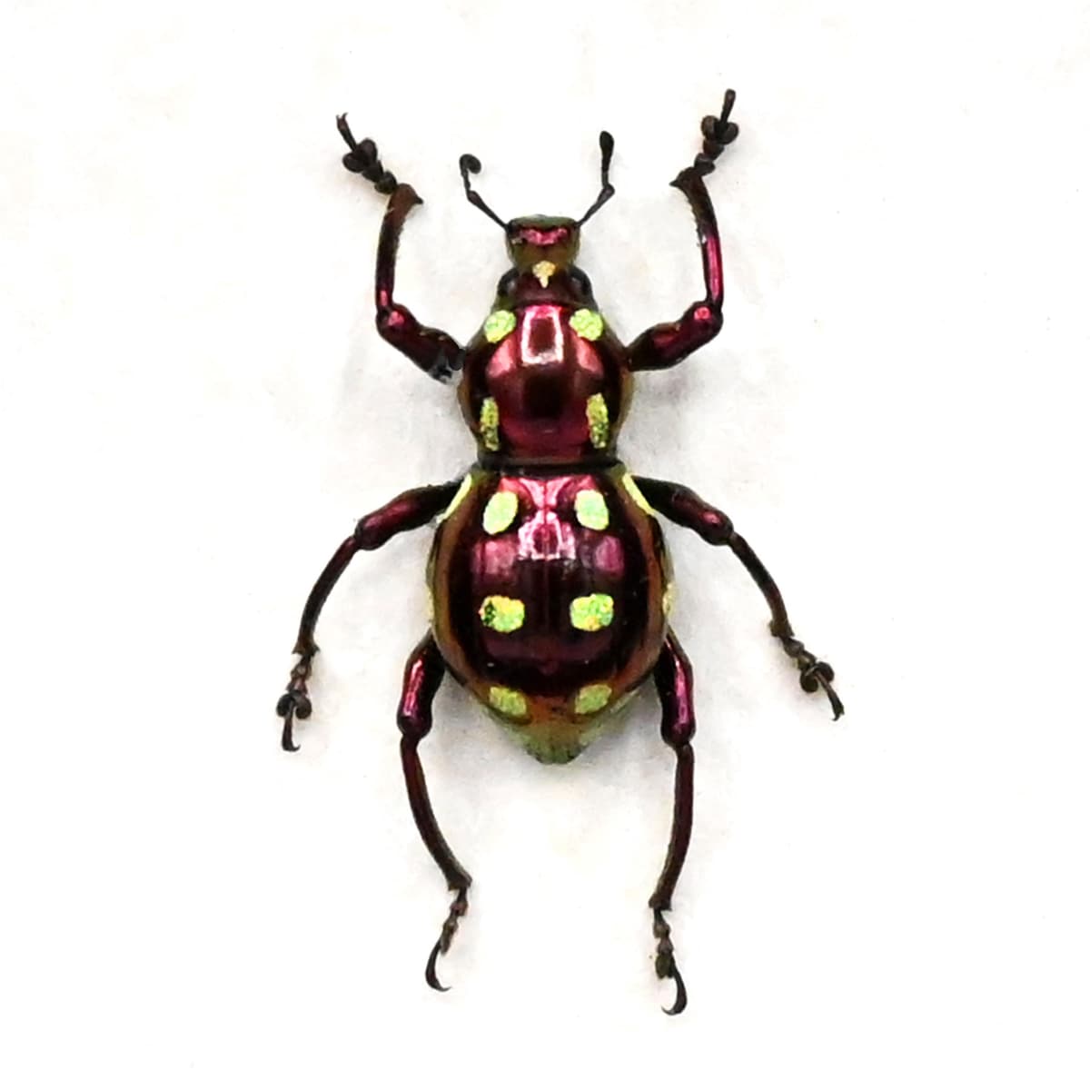 Rare metallic purple glitter weevil beetle framed specimen - Pachyrhynchus cagayanus