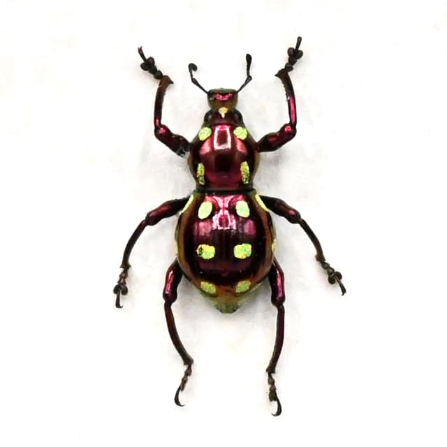 Rare metallic purple glitter weevil beetle framed specimen - Pachyrhynchus cagayanus
