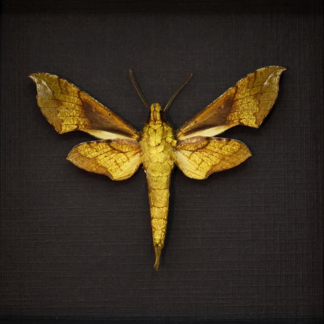 Real gold moth framed taxidermy - Sphingidae species