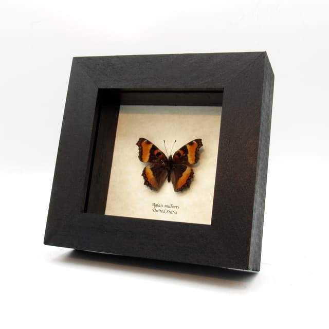 Real Milbert's Tortoiseshell butterfly framed taxidermy - Aglais milberti