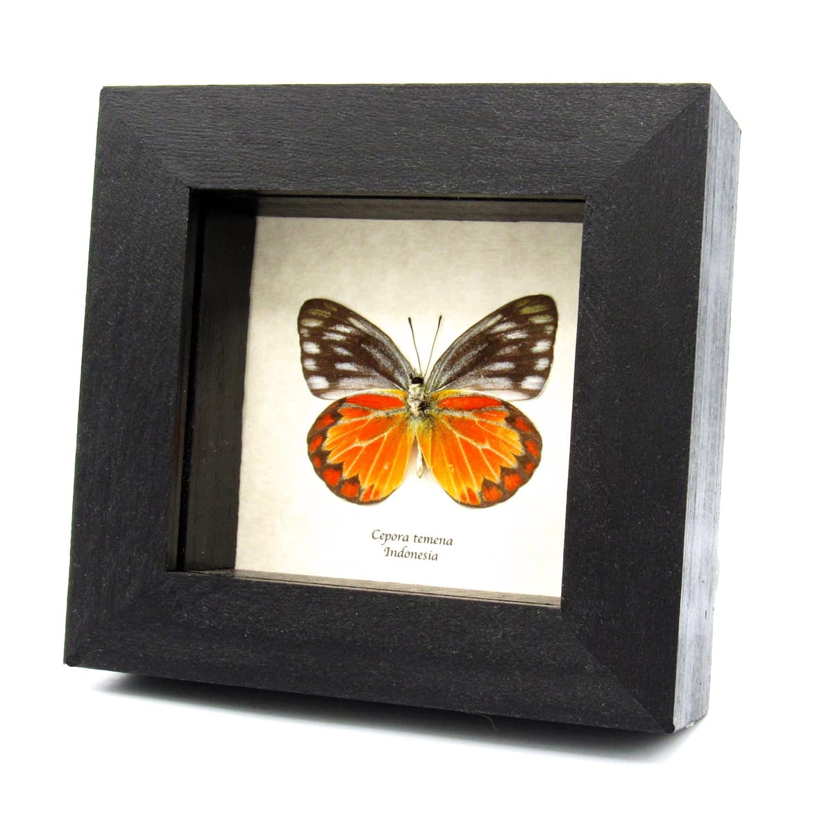 Real orange butterfly framed taxidermy - Cepora temena