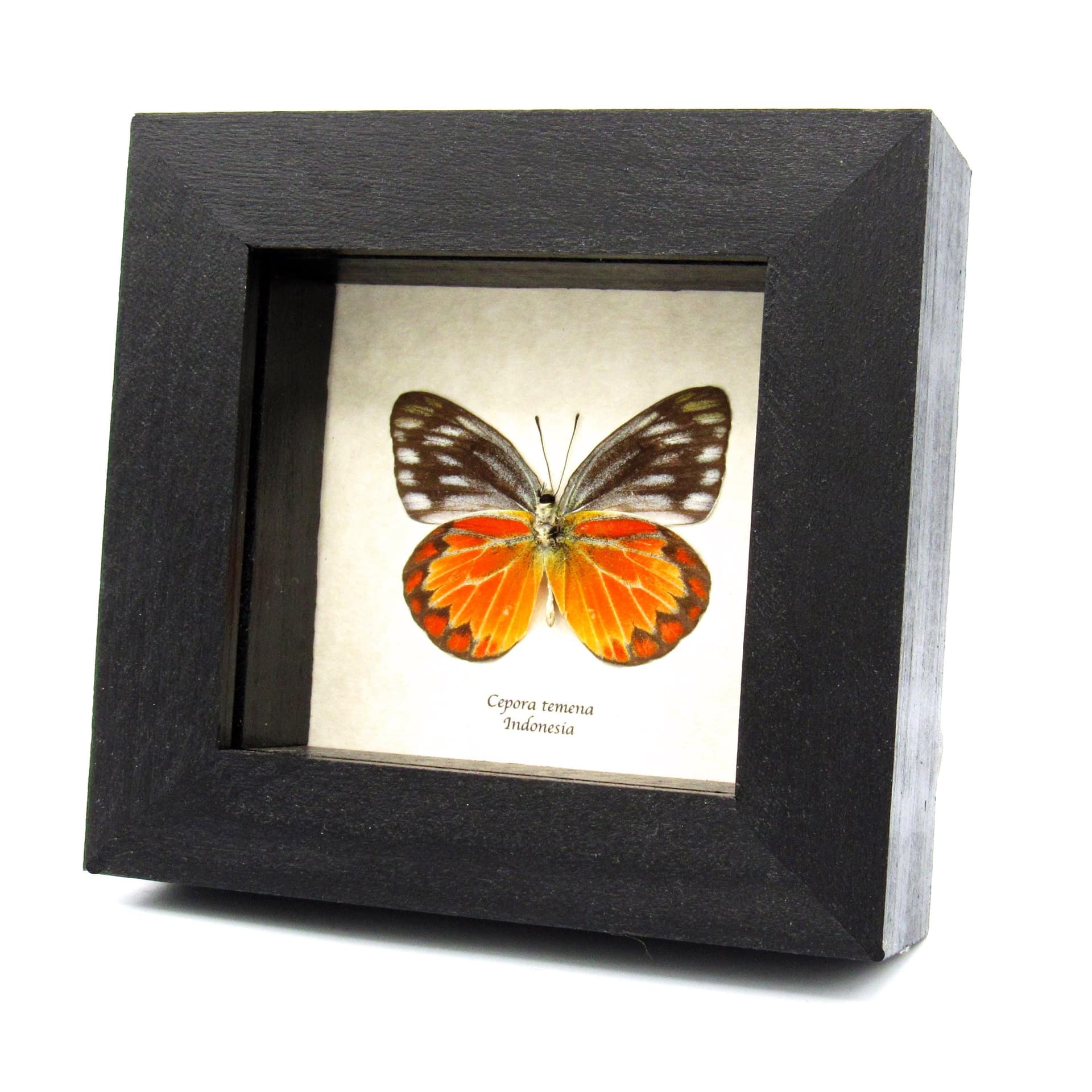 Real orange butterfly framed taxidermy - Cepora temena