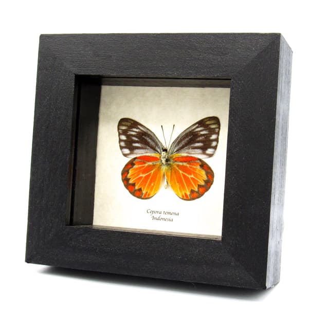 Real orange butterfly framed taxidermy - Cepora temena