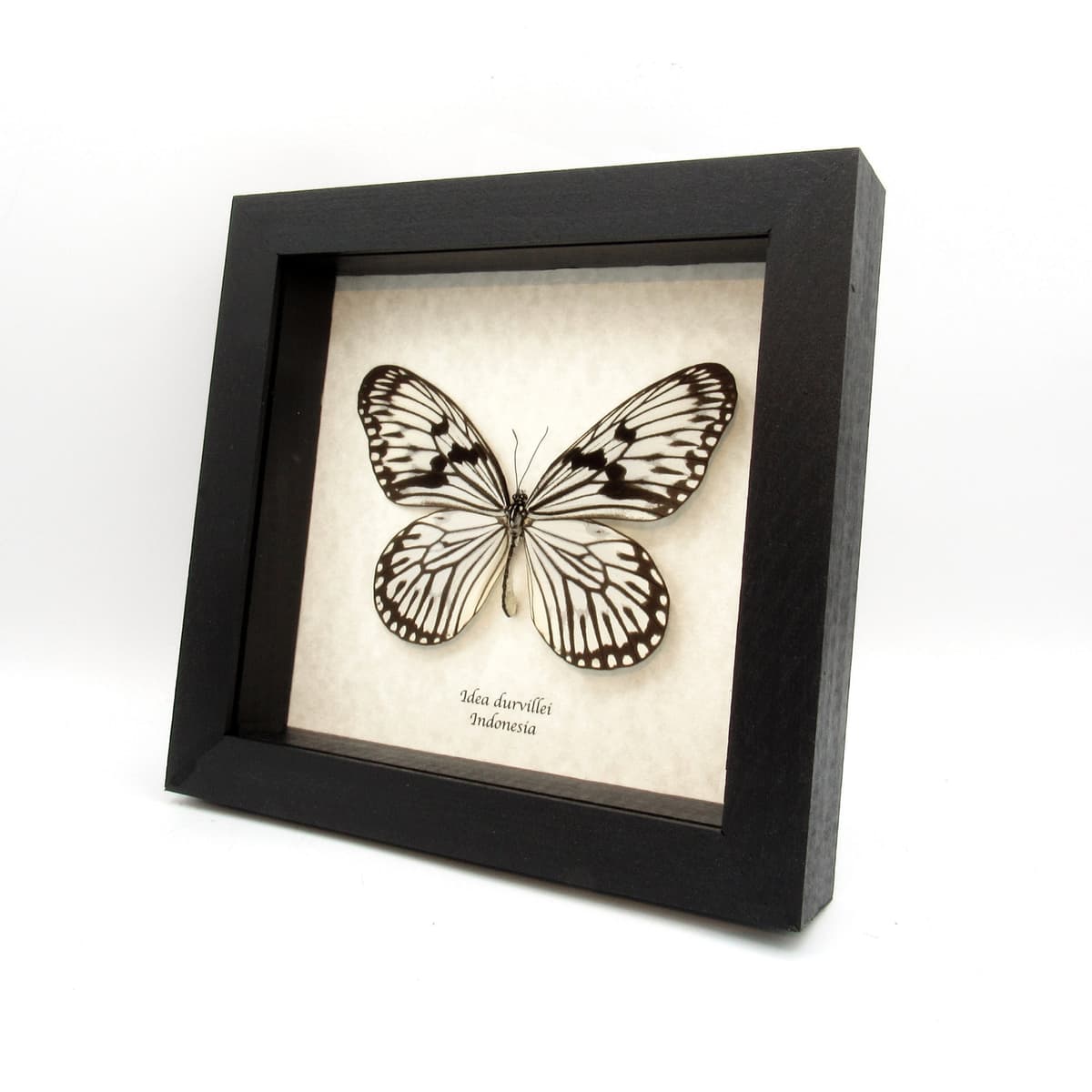 Real white Rice Wing butterfly framed taxidermy - Idea durvillei - large female
