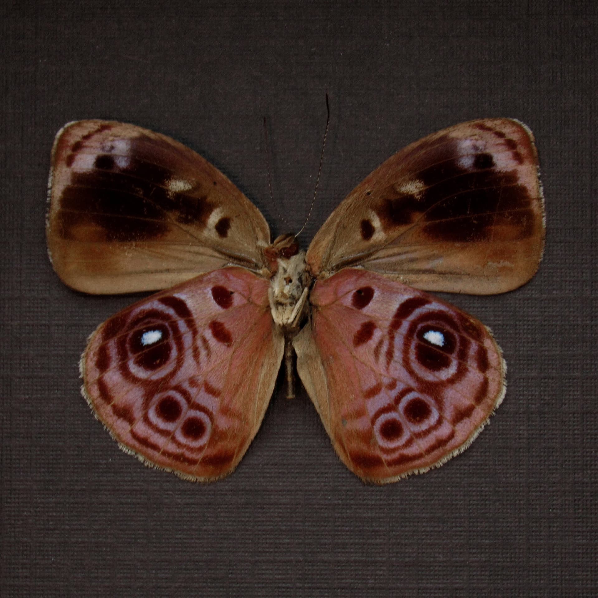 Real lavender butterfly framed taxidermy - Eunica amelia