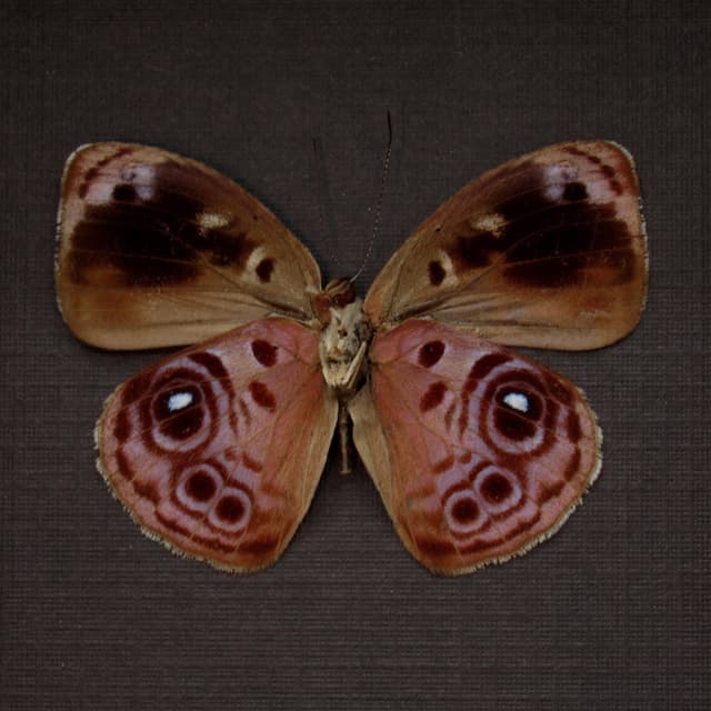 Real lavender butterfly framed taxidermy - Eunica amelia