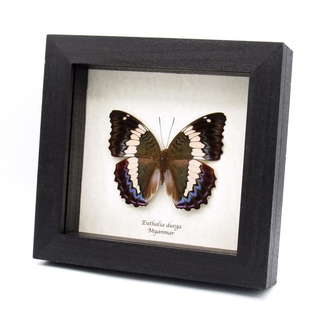 Rare real Blue Duke butterfly framed specimen - Euthalia durga