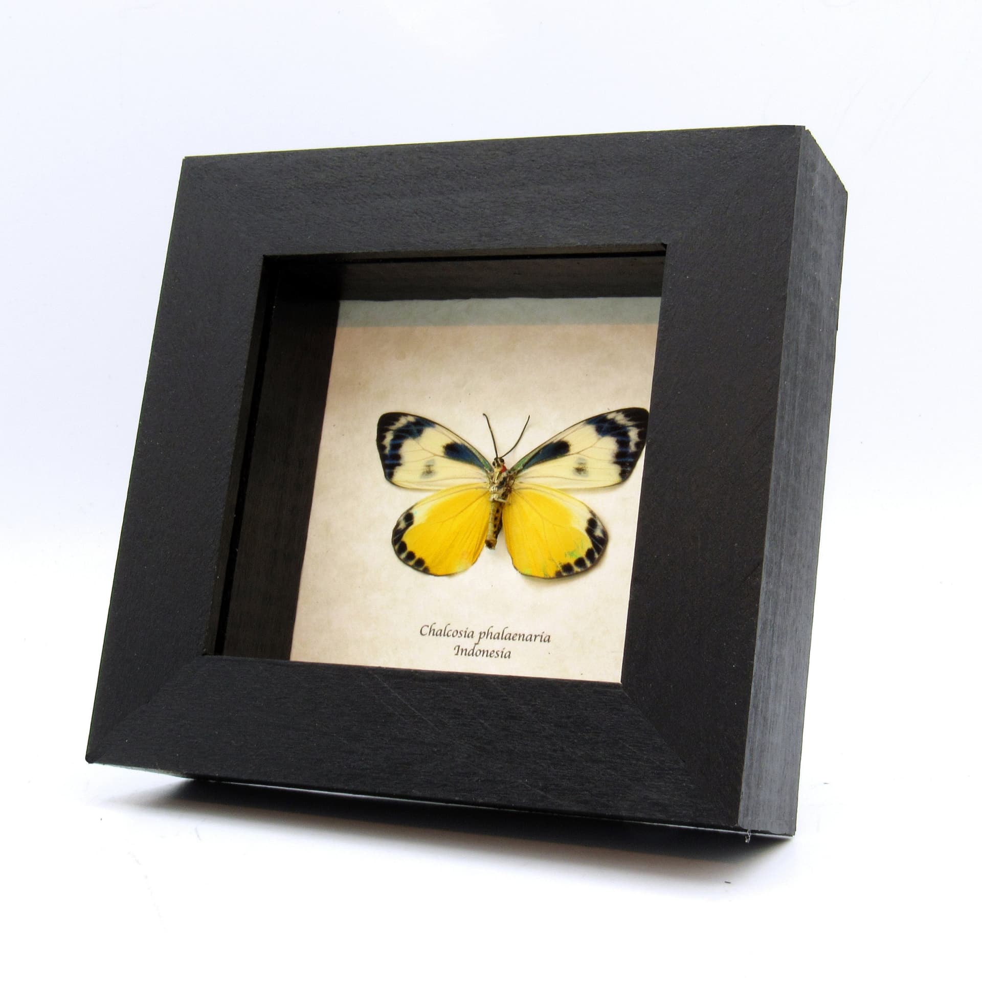Rare yellow day flying moth framed taxidermy - Chalcosia phalaenaria