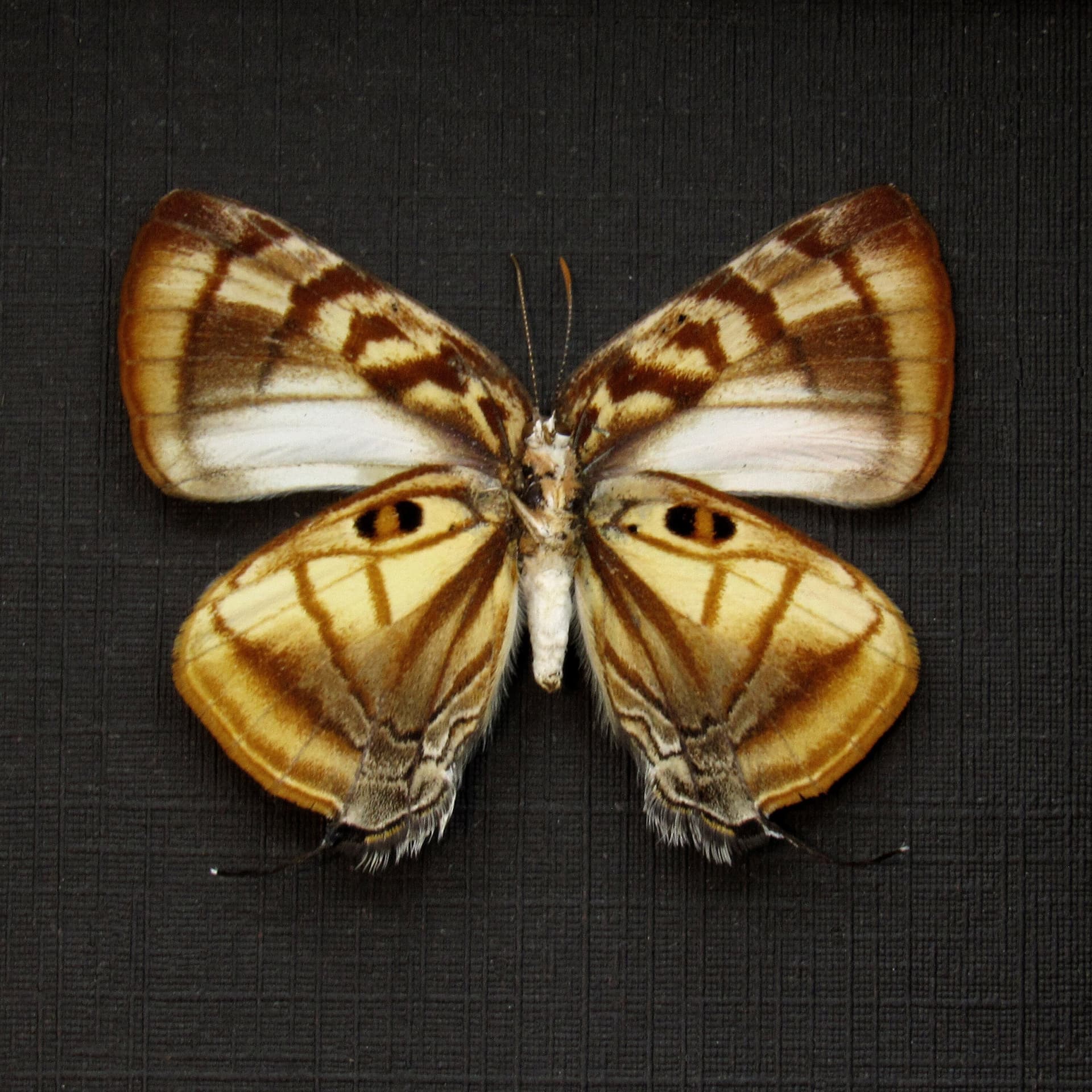 Real Tiger Eye Hairstreak butterfly framed taxidermy - Rekoa meton