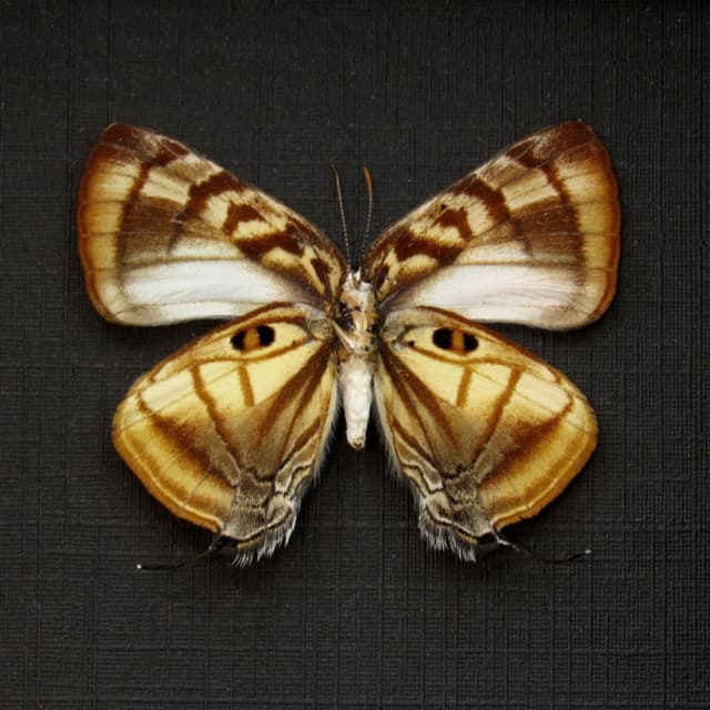 Real Tiger Eye Hairstreak butterfly framed taxidermy - Rekoa meton
