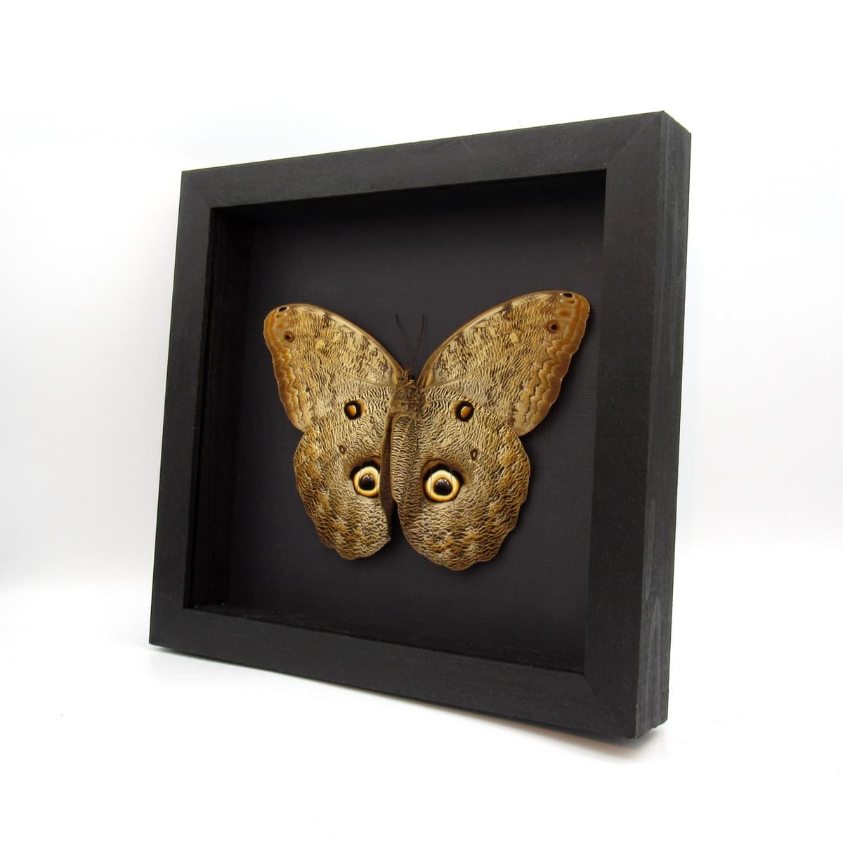 Real Giant Owl Butterfly framed taxidermy - Caligo eurilochus livius - female - 6.55 inch wingspan
