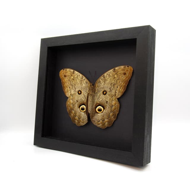 Real Giant Owl Butterfly framed taxidermy - Caligo eurilochus livius - female - 6.55 inch wingspan