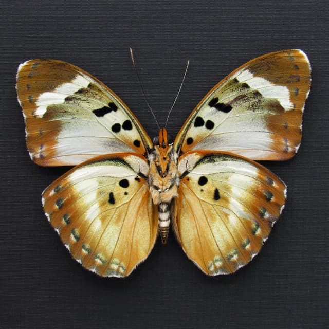 Rare Iridescent Gold Forester butterfly framed specimen - Euphaedra themis niveovittata