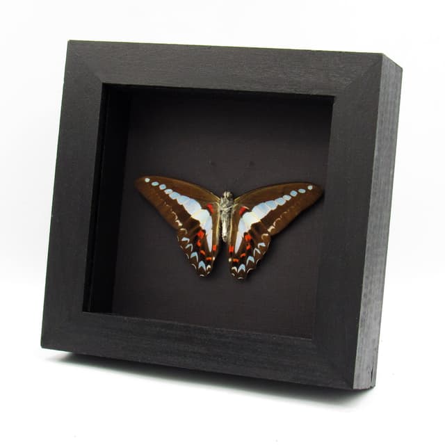 Real Blue Triangle butterfly framed taxidermy - Graphium anthedon - Victorian mount