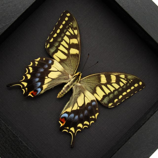 Rare XL Old World Swallowtail butterfly framed taxidermy - Papilio machaon hippocrates - summer form female