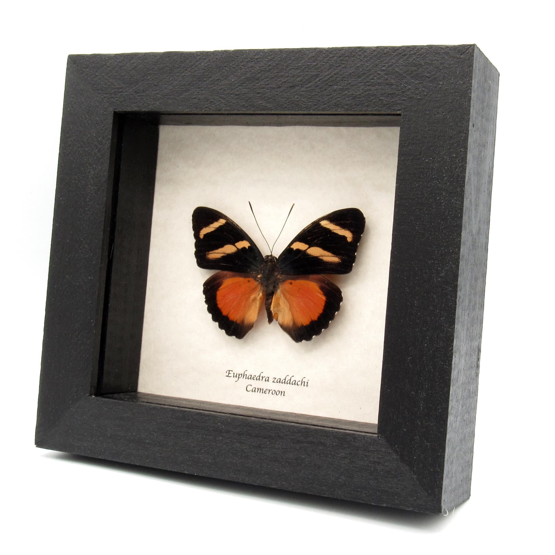 Rare Zaddach's Mimic Forester butterfly framed specimen - Euphaedra zadacci - minor damage/repair