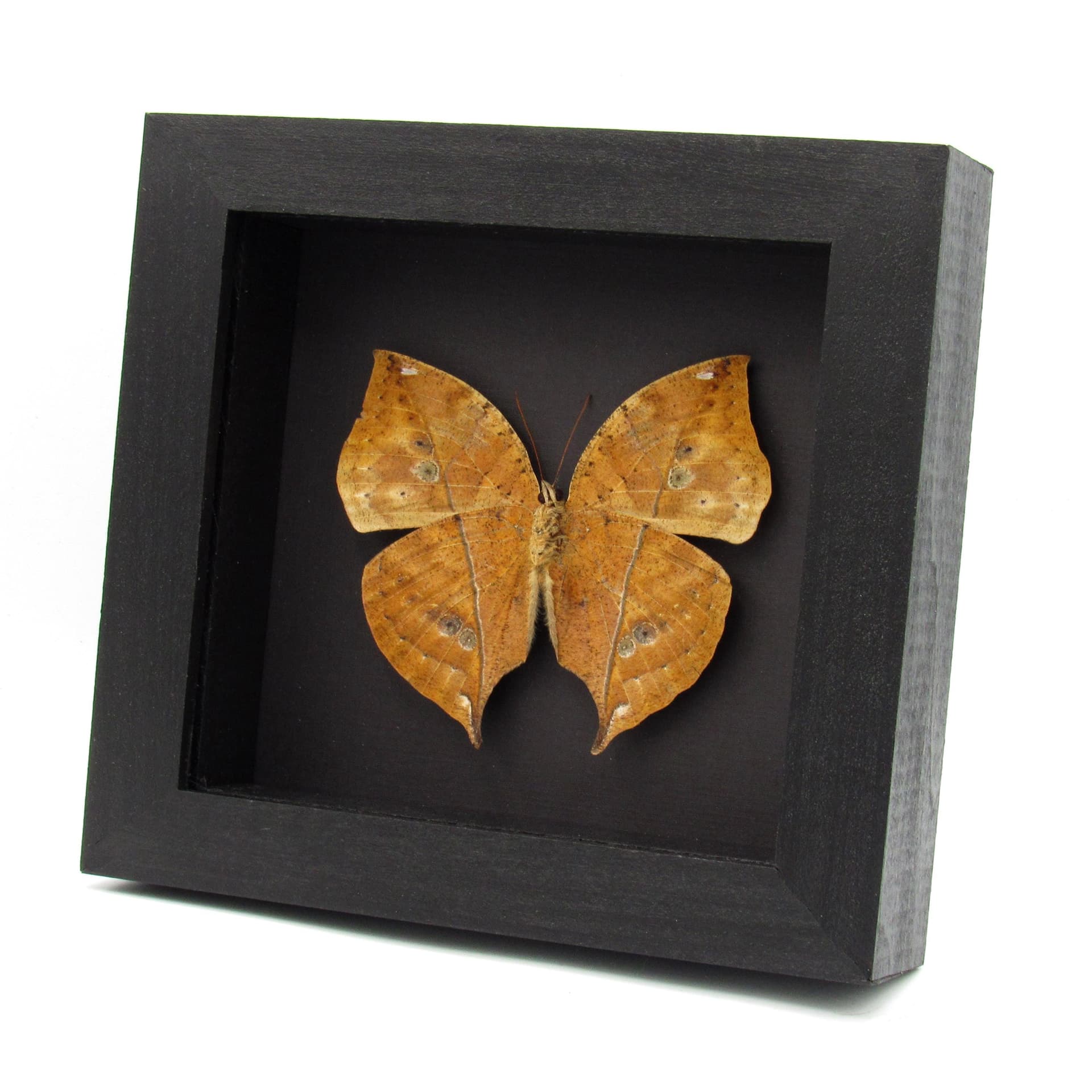Rare large female Leafwing butterfly taxidermy - Kallima paralekta