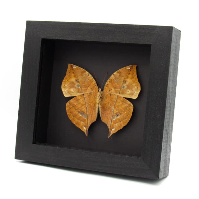 Rare large female Leafwing butterfly taxidermy - Kallima paralekta