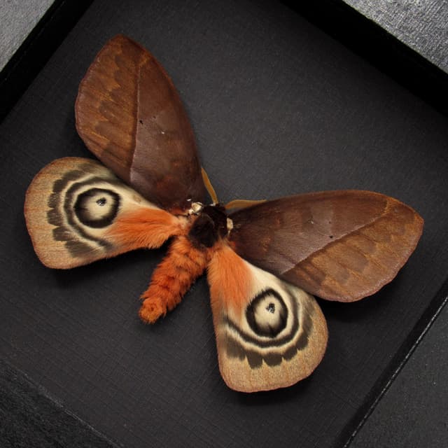 Real Saturn moth framed taxidermy - Automeris mixtus