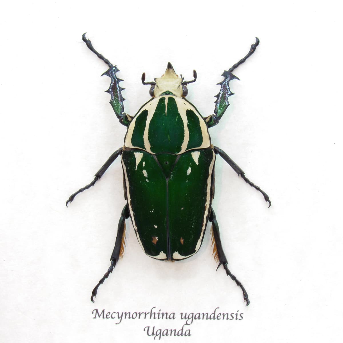 Large Scarab beetle framed taxidermy - Mecynorrhina ugandensis - green form