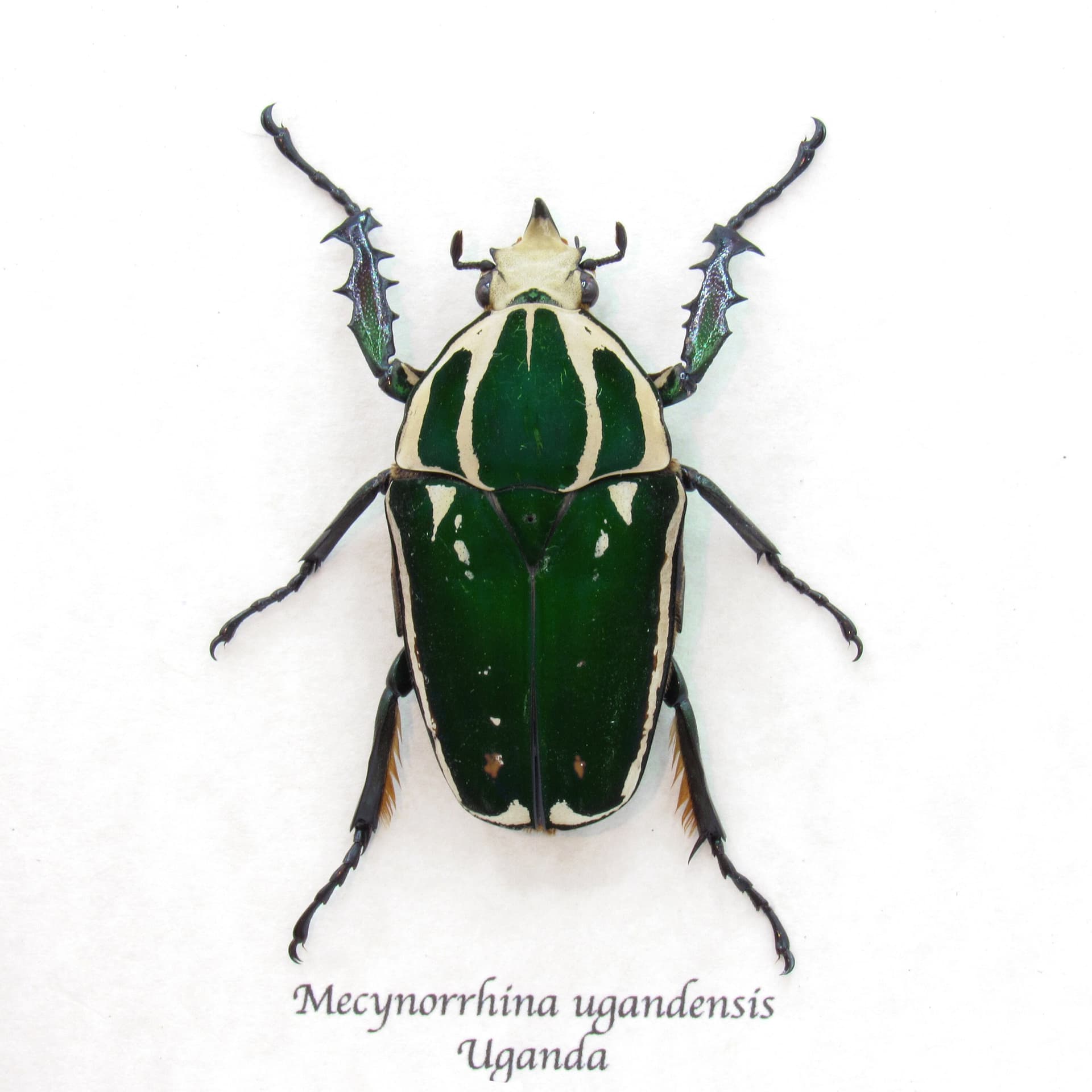Large Scarab beetle framed taxidermy - Mecynorrhina ugandensis - green form
