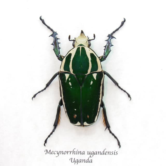 Large Scarab beetle framed taxidermy - Mecynorrhina ugandensis - green form