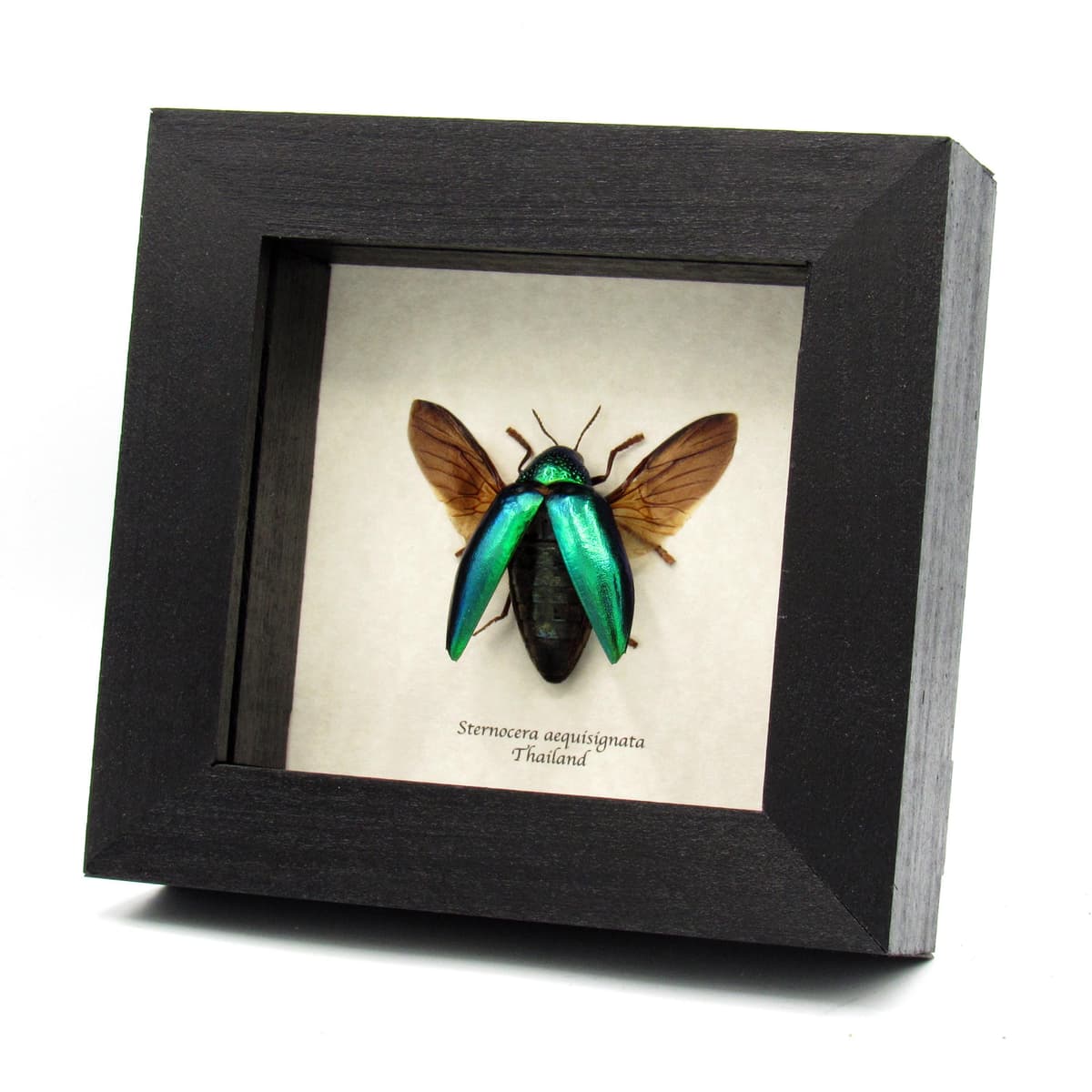 Real metallic green beetle framed taxidermy - Sternocera aequisignata