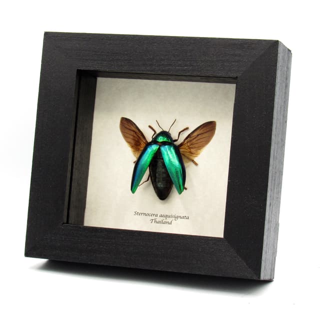 Real metallic green beetle framed taxidermy - Sternocera aequisignata
