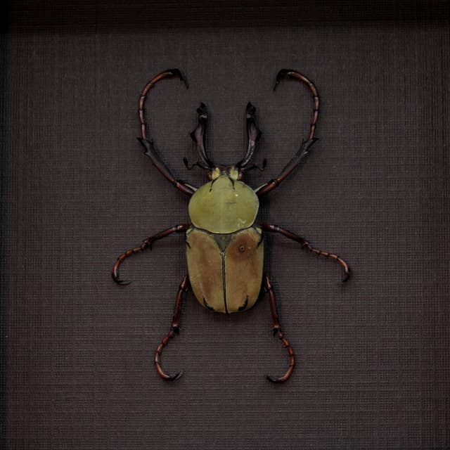 Real beetle framed taxidermy - Dicranocephalus wallichii