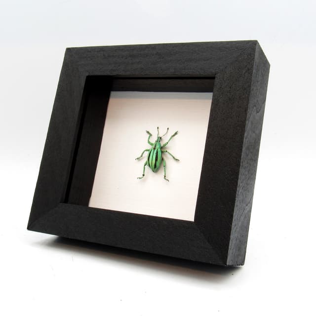 Real glitter Weevil beetle framed taxidermy - Eupholus cuvieri
