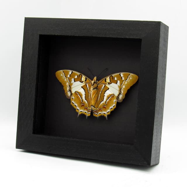 Very large rare Nawab butterfly framed taxidermy - Polyura galaxia - Victorian mount