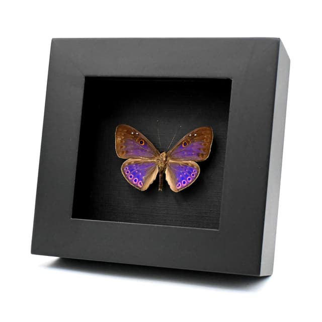 Rare iridescent pink Underleaf butterfly framed taxidermy - Eurybia caerulescens