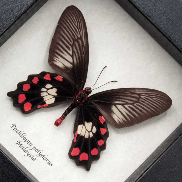 Real Red-bodied Swallowtail butterfly framed taxidermy - Pachliopta polydorus