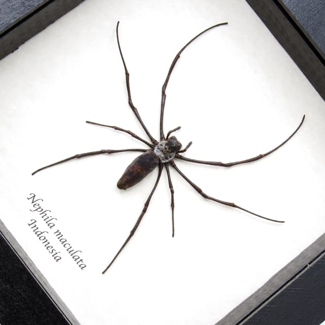 Real Giant Wood Spider framed taxidermy - Nephila maculata
