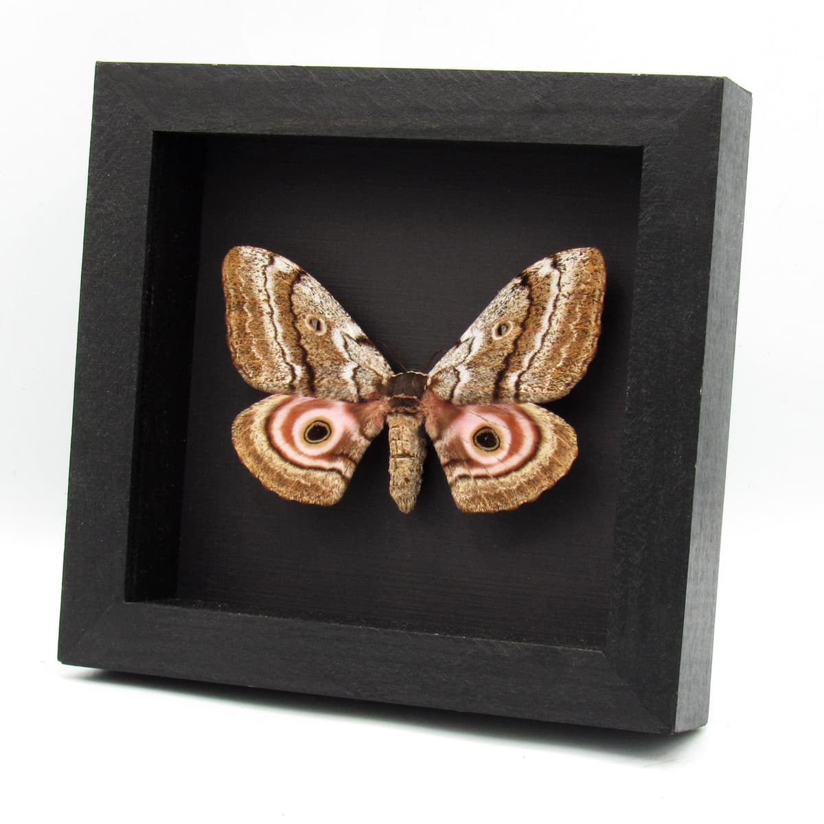 Rare Speckled Emperor moth framed taxidermy - Gynanisa maja - female