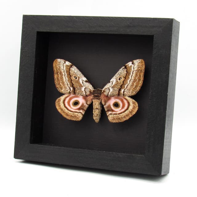 Rare Speckled Emperor moth framed taxidermy - Gynanisa maja - female
