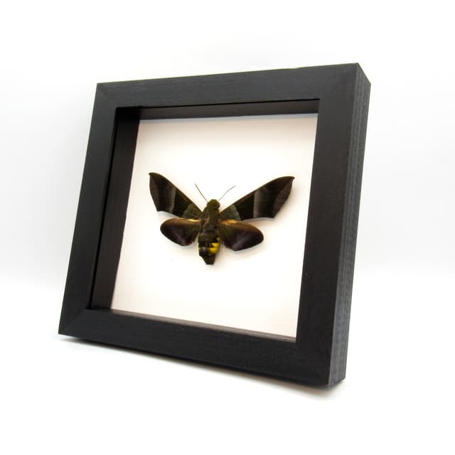 Very rare giant green Hawkmoth framed taxidermy - Oryba kadeni - large female