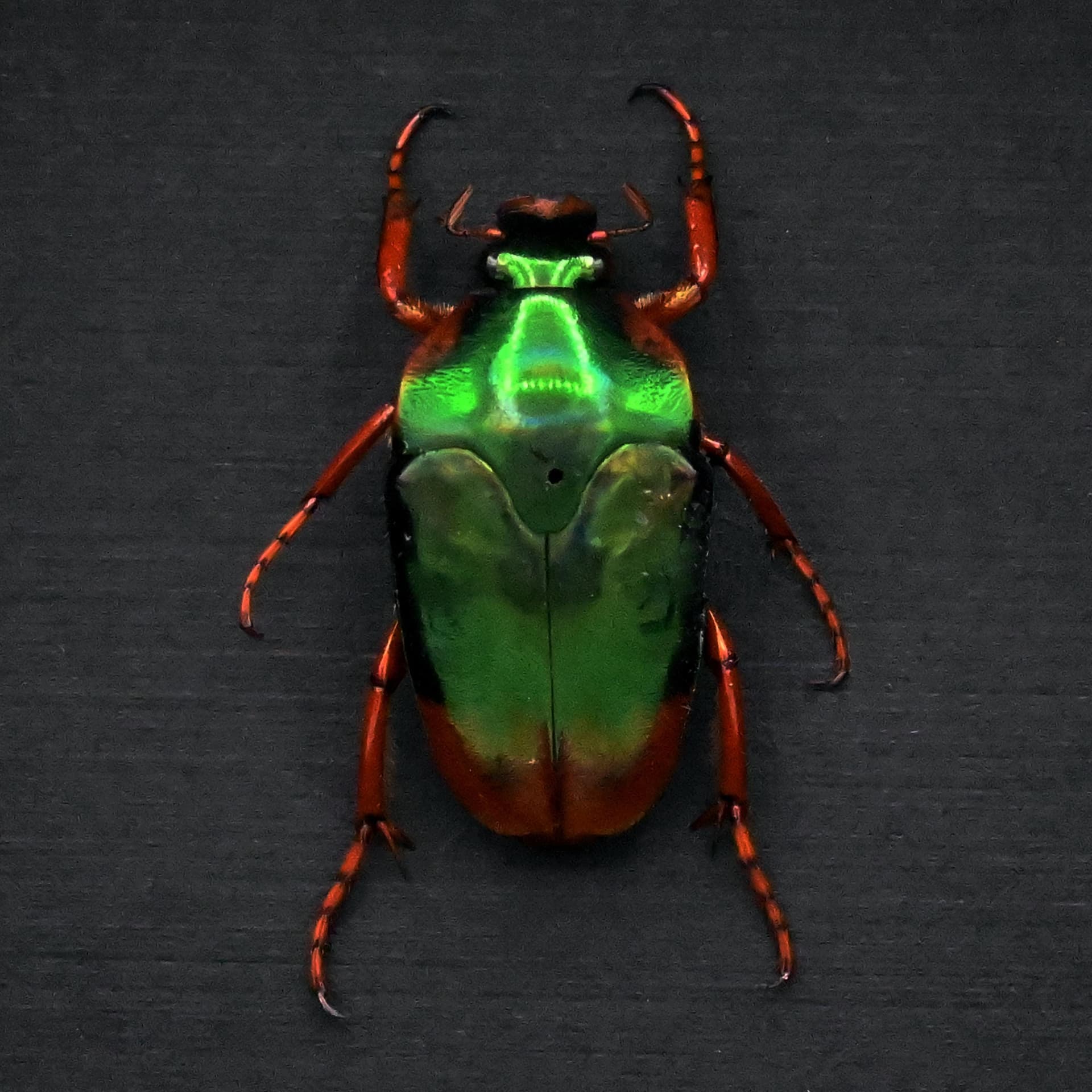 Real metallic green and red Scarab beetle framed taxidermy - Mycterophallus xanthopus
