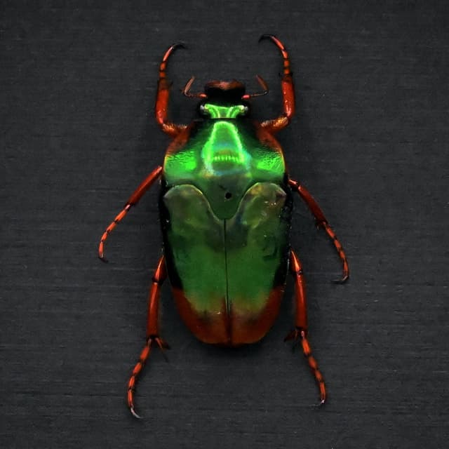 Real metallic green and red Scarab beetle framed taxidermy - Mycterophallus xanthopus