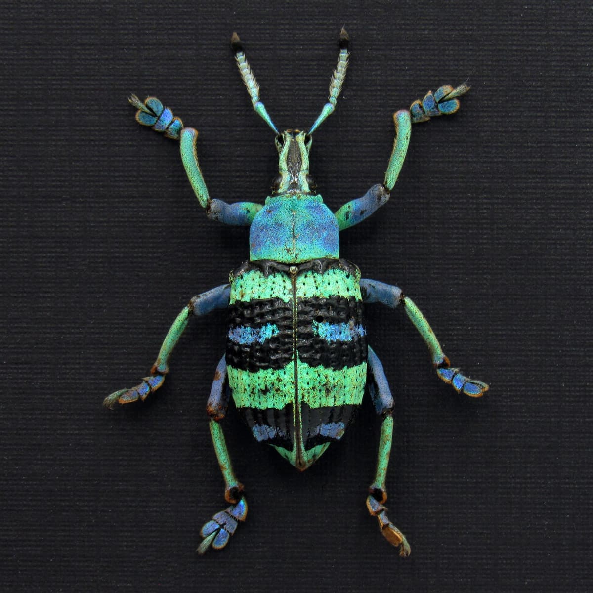 Real metallic weevil framed taxidermy - Eupholus magnificus - rare color form - XL