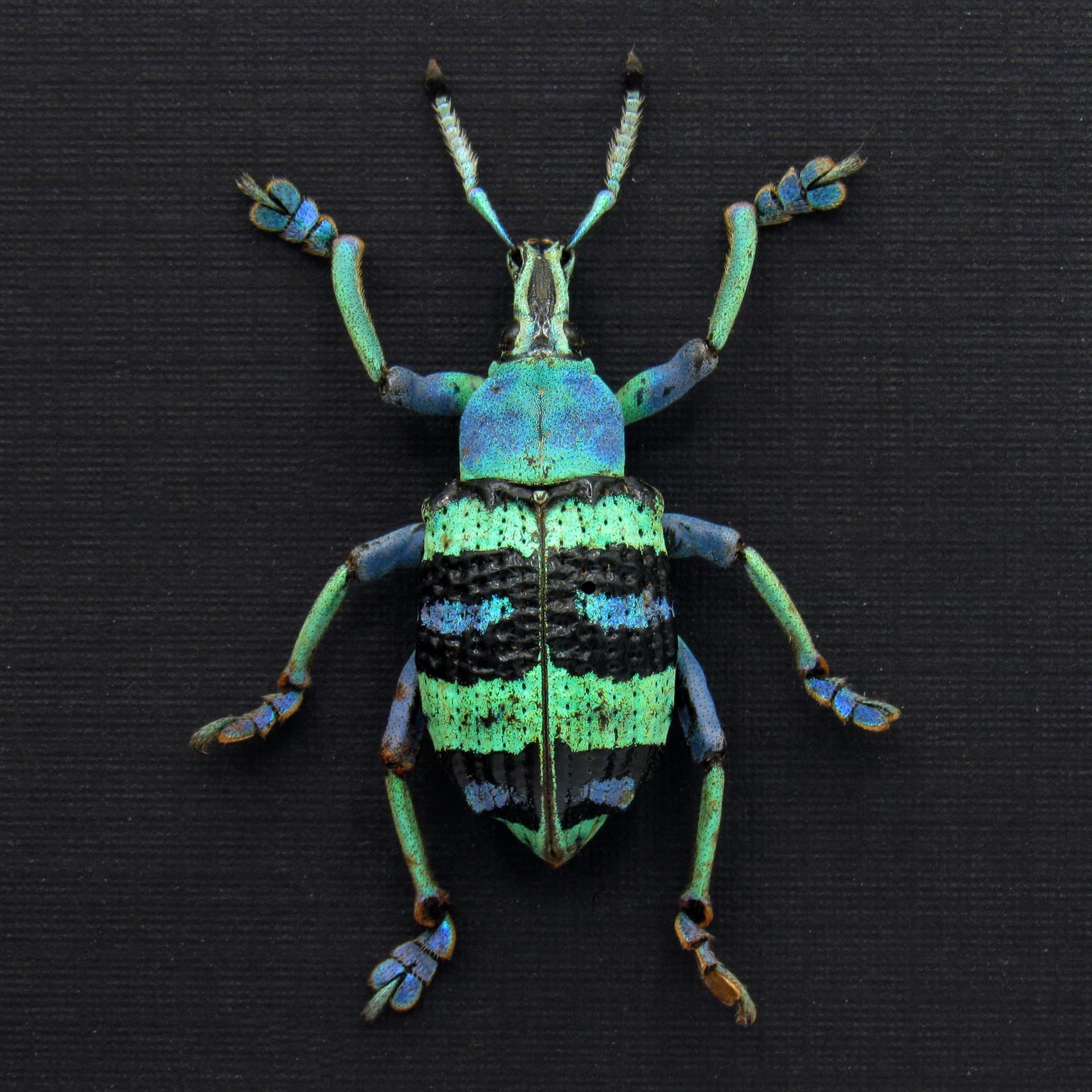 Real metallic weevil framed taxidermy - Eupholus magnificus - rare color form - XL