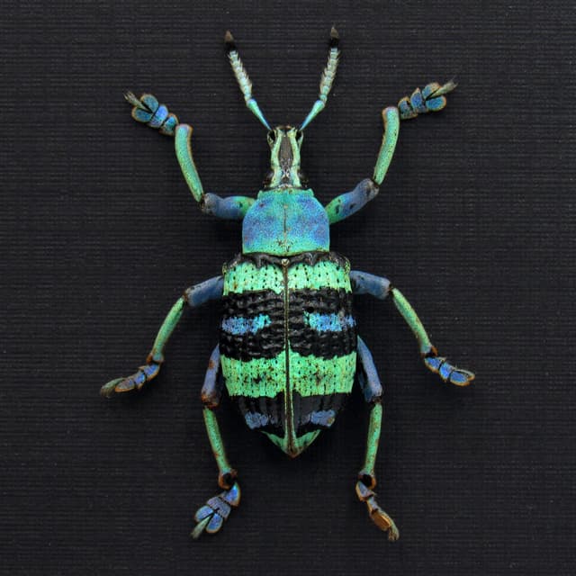 Real metallic weevil framed taxidermy - Eupholus magnificus - rare color form - XL
