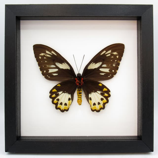 Real XL butterfly framed taxidermy - Ornithoptera priamus poseidon - female