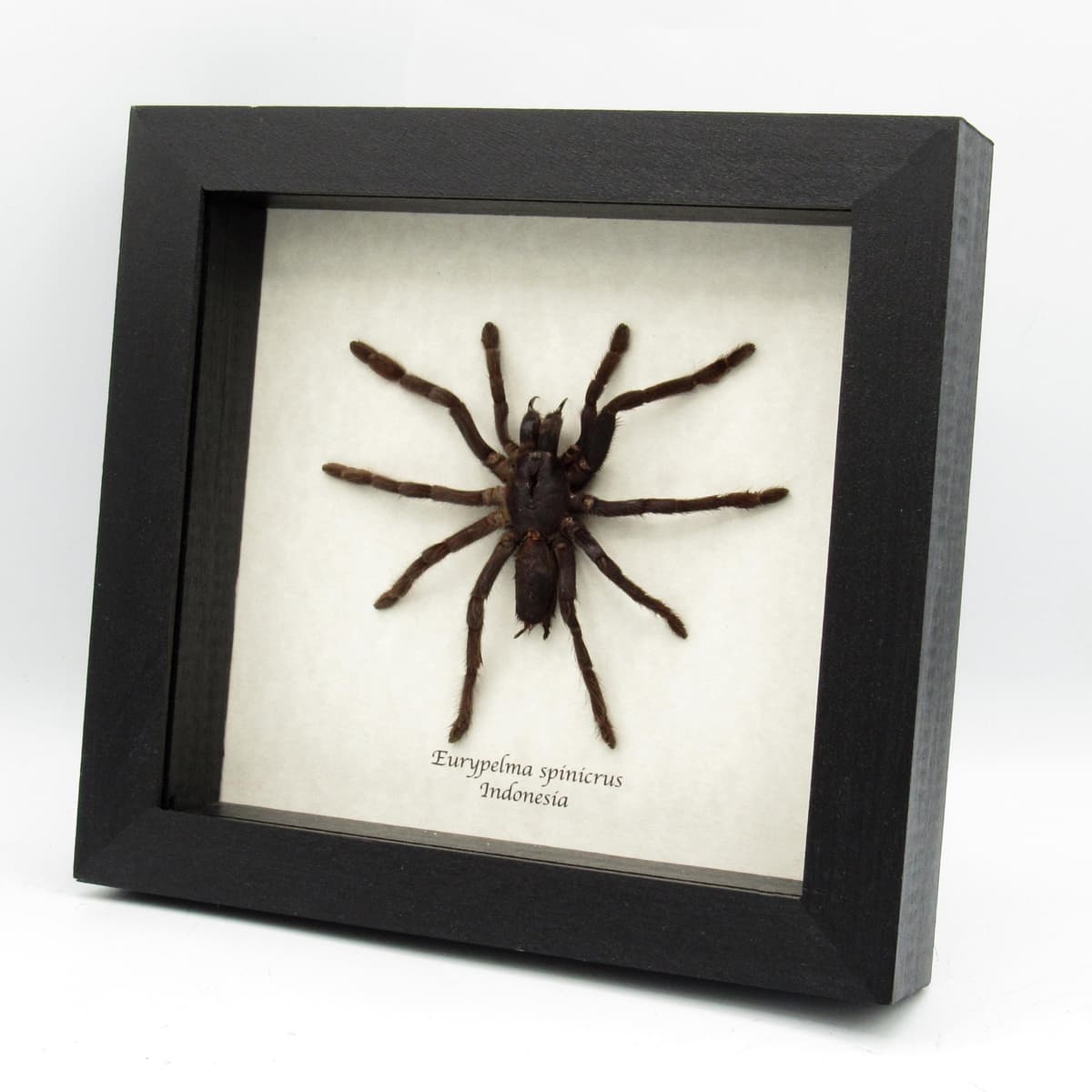 Real large hairy fanged tarantula spider framed - Eurypelma spinicrus