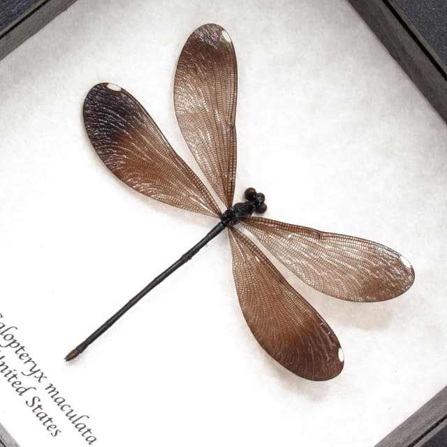 Real American Ebony Jewelwing Damselfly framed taxidermy - Calopteryx maculata - female