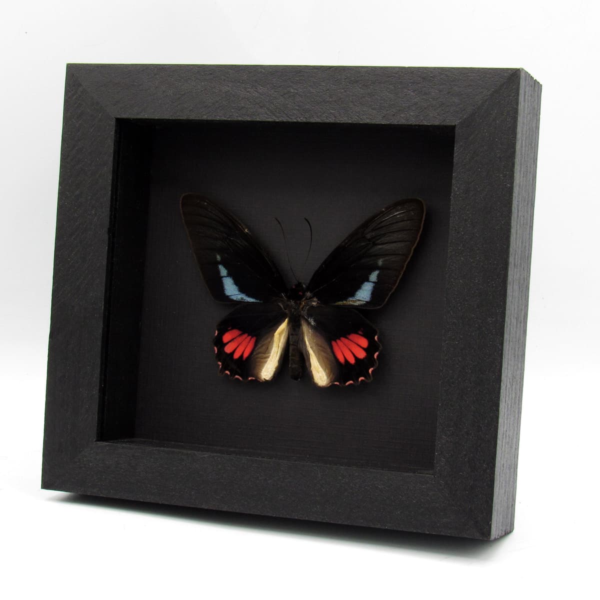 Real blue Cattleheart butterfly framed taxidermy - Parides lysander brissonius