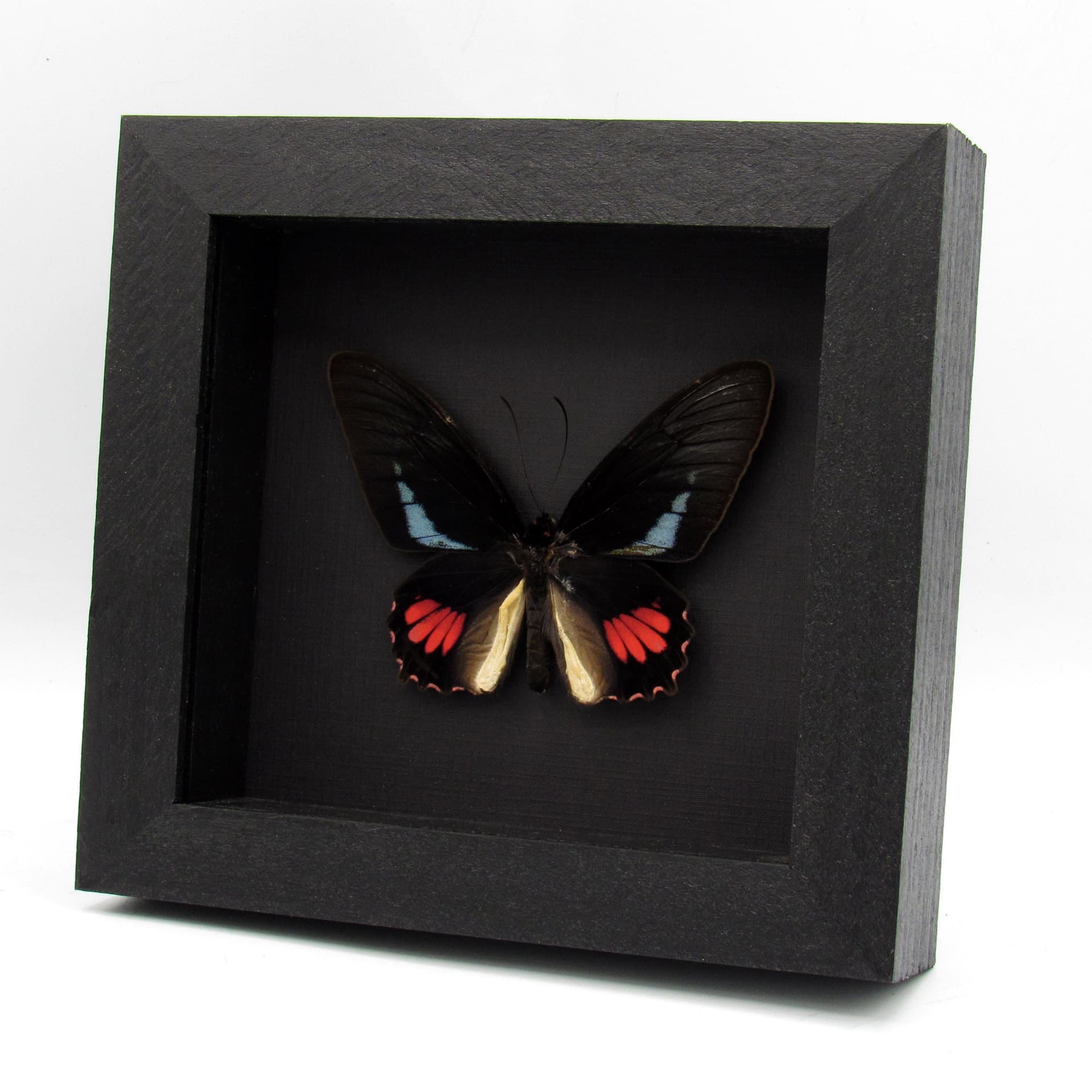 Real blue Cattleheart butterfly framed taxidermy - Parides lysander brissonius