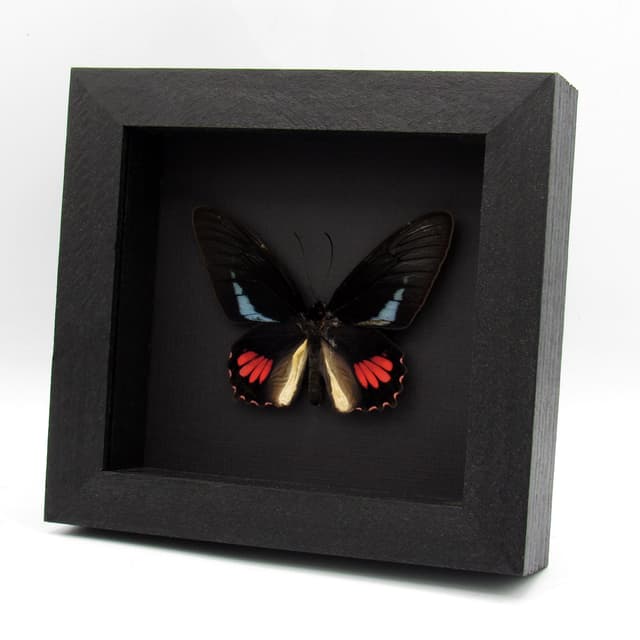 Real blue Cattleheart butterfly framed taxidermy - Parides lysander brissonius