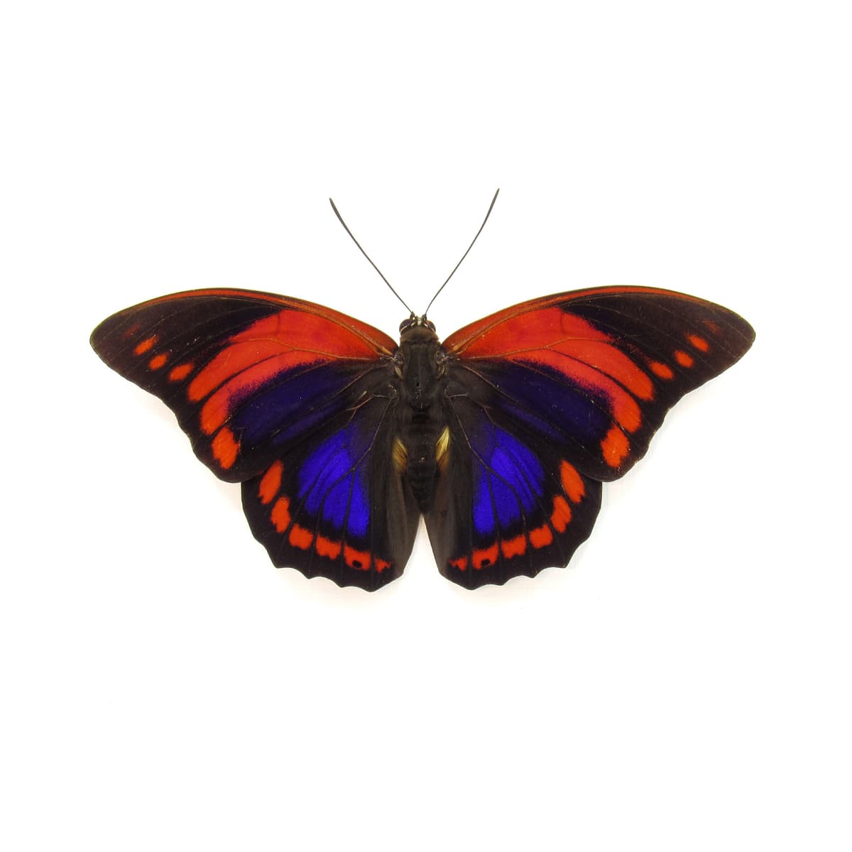 Rare Fuchsia Brush-footed butterfly framed taxidermy - Prepona praeneste - Victorian mount