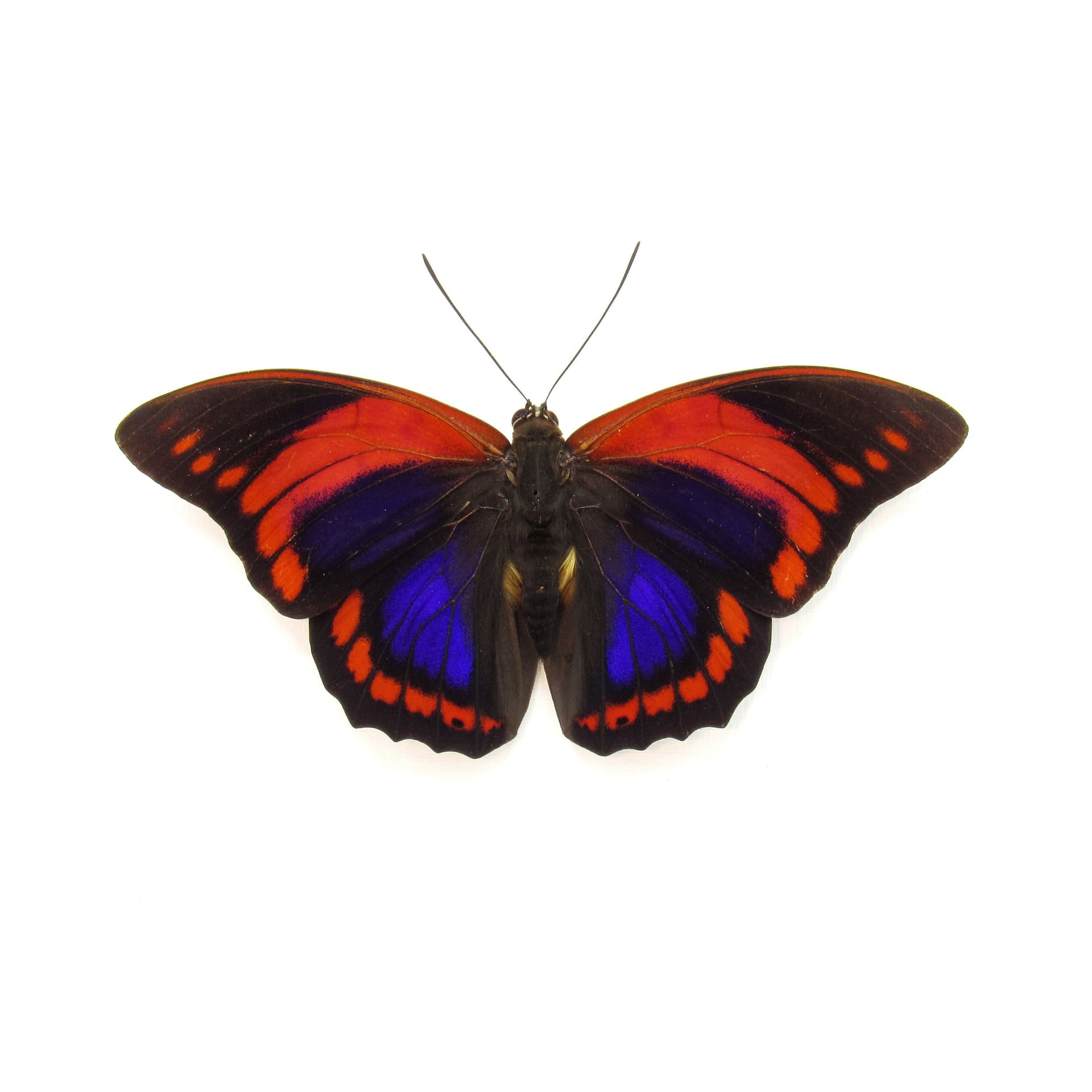 Rare Fuchsia Brush-footed butterfly framed taxidermy - Prepona praeneste - Victorian mount